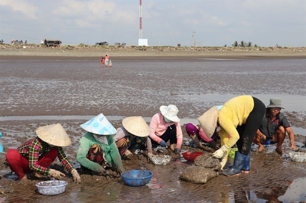 Tien Giang coastal districts develop aquaculture, adapt to climate change hinh anh 1