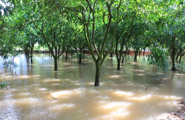 Mekong Delta preparing for more high tides hinh anh 1