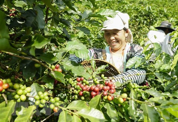 Vietnamese, German coffee firms advised to fully tap EVFTA hinh anh 1