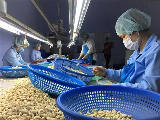 Vietnam, West Africa seek to boost cooperation in cashew industry hinh anh 2