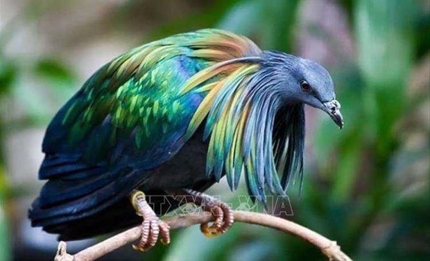 Nicobar pigeons spotted in Con Dao National Park hinh anh 1