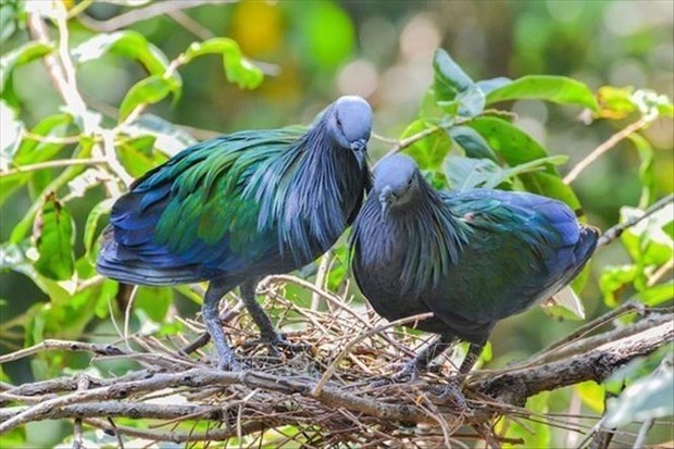 Nicobar pigeons spotted in Con Dao National Park hinh anh 2