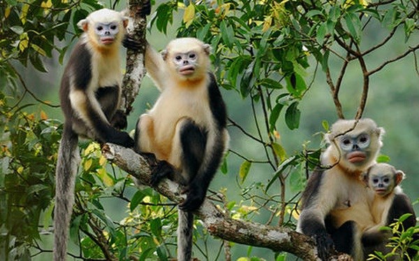 Monkey Day 2022 celebrated in Ha Giang hinh anh 2