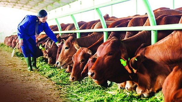 Hung Yen's farmers enjoy high profits from beeves breeding model hinh anh 2