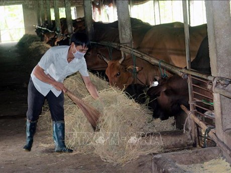 Hung Yen's farmers enjoy high profits from beeves breeding model hinh anh 1