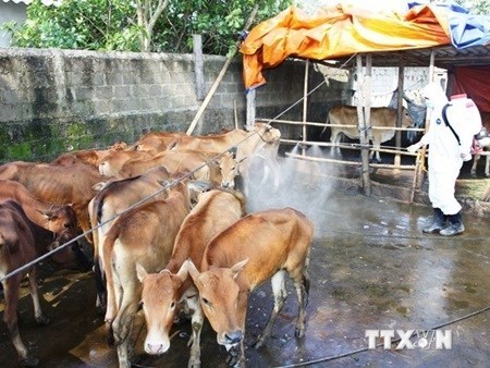Localities urged to strengthen prevention of animal diseases hinh anh 1