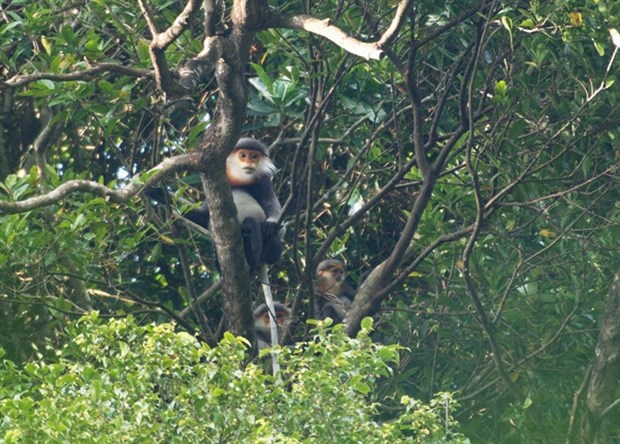 Asian experts discuss primate conservation in the region hinh anh 1