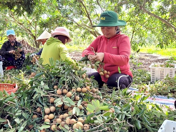 Ba Ria - Vung Tau grants codes to more farming areas hinh anh 1