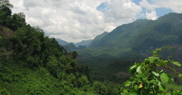Laos aims to increase forest coverage to 70% by 2035 hinh anh 1