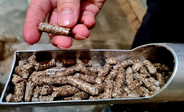 Wood sector to earn more on woodchips, pellets hinh anh 1