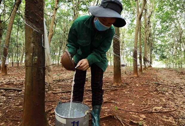 Rubber companies' business results gloomy in Q3 hinh anh 1