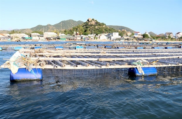 Ninh Thuan boosts development of marine aquaculture hinh anh 1