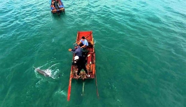 Quang Ninh: Stranded dolphin rescued in Co To hinh anh 1