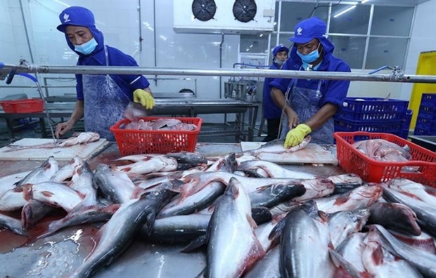 China expected to remain largest importer of Vietnamese pangasius in 2022 hinh anh 1