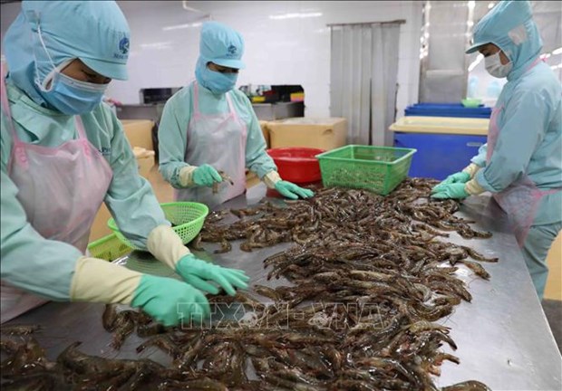 Bac Lieu turning shrimp sector into economic spearhead hinh anh 1