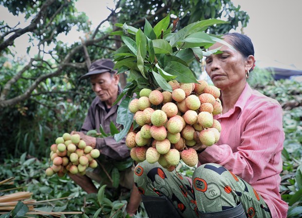 Bac Giang striving to develop key farm produce hinh anh 2