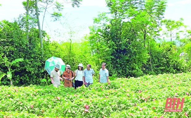 Thanh Hoa moves to develop agricultural specialties hinh anh 1