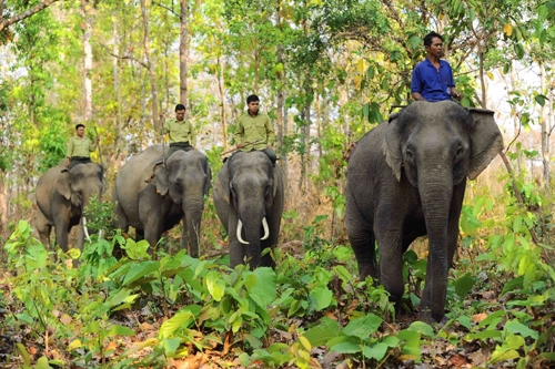 Dak Lak spends more than 2.2 million USD to end elephant rides hinh anh 1