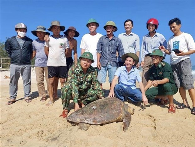 Quang Tri: 70kg sea turtle released back to the wild hinh anh 1