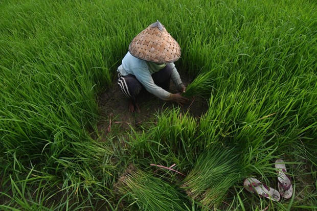 Indonesia to import 500,000 tonnes of rice to improve reserves hinh anh 1