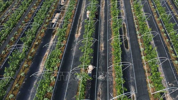 Hanoi promotes hi-tech agricultural production hinh anh 1