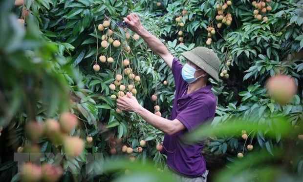 Luc Ngan lychee geographical indication protection proves effective hinh anh 1