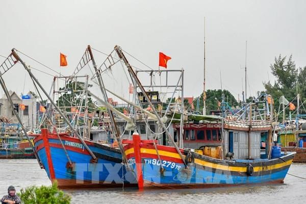 Thanh Hoa vessels possible of violating rules against IUU fishing announced hinh anh 1