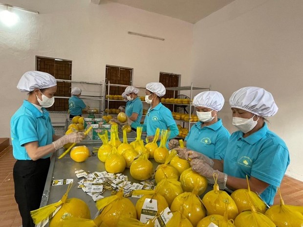 Hoa Binh exports first batch of Dien pomelo to UK hinh anh 1