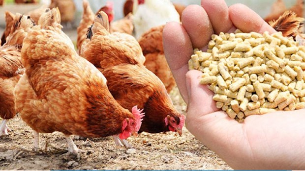 Vietnam rakes in 361 million USD from exporting poultry products hinh anh 1