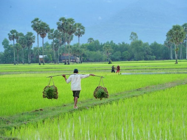 ADB helps Cambodia ensure food security, climate resilience hinh anh 1