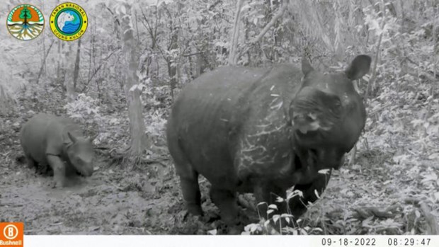 Indonesia welcomes two baby Javan rhinos hinh anh 1