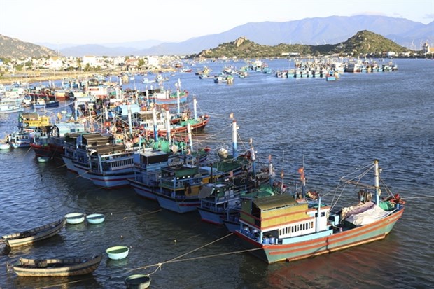 Ninh Thuan fish catch rises hinh anh 1