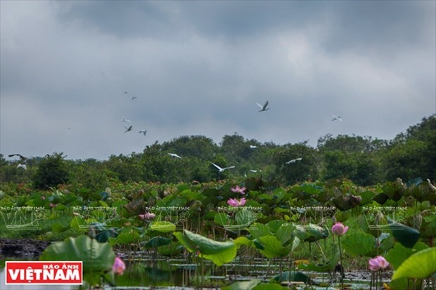 Project aims at increasing forest coverage in Lang Sen Wetland Reserve hinh anh 1