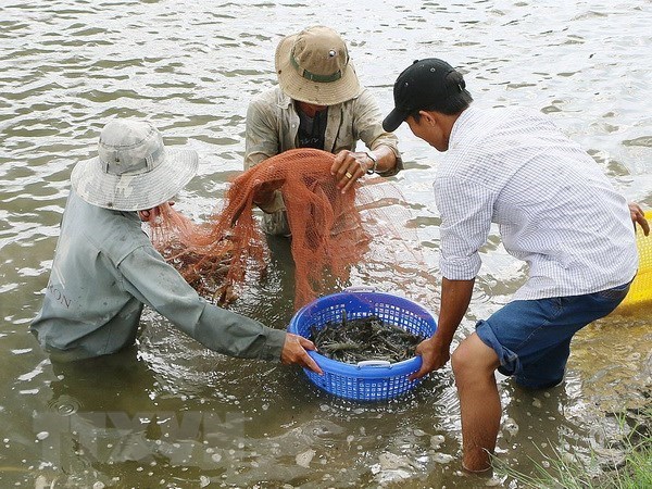 Ben Tre targets to earn 1.2 billion USD from shrimp exports by 2025 hinh anh 1