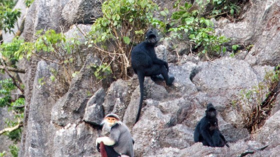Rare primates found in Quang Binh nature reserve hinh anh 1
