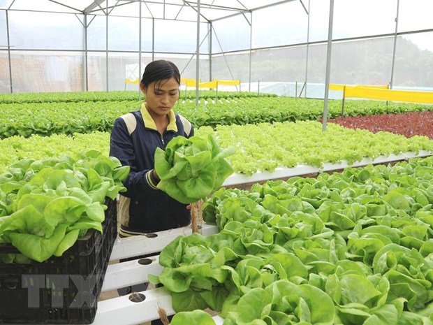 Digital transformation helps promote sustainable agriculture development hinh anh 1