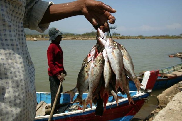 Indonesia eyes 7.6 billion USD in fishery exports next year hinh anh 1
