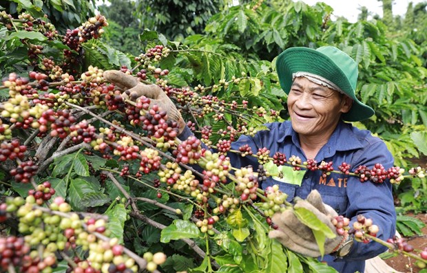 Dak Lak records highest-ever coffee export volume hinh anh 1