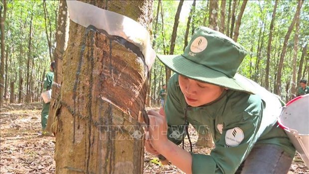 Vietnamese rubber companies helpful in Laos hinh anh 1