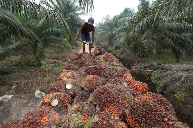 Indonesia reduces palm oil exports to ensure supply at home hinh anh 1