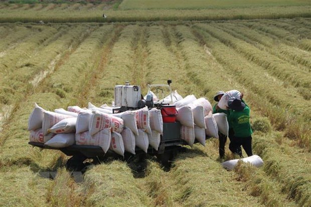 Positive signals for rice exports in 2023 hinh anh 2