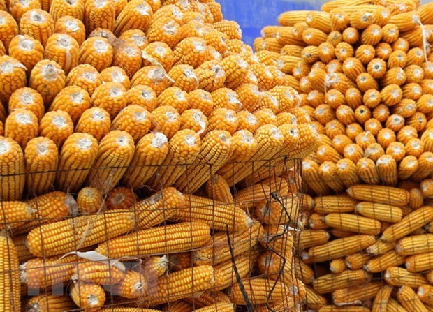 Indonesia to export corn to Vietnam, Philippines, Malaysia hinh anh 1
