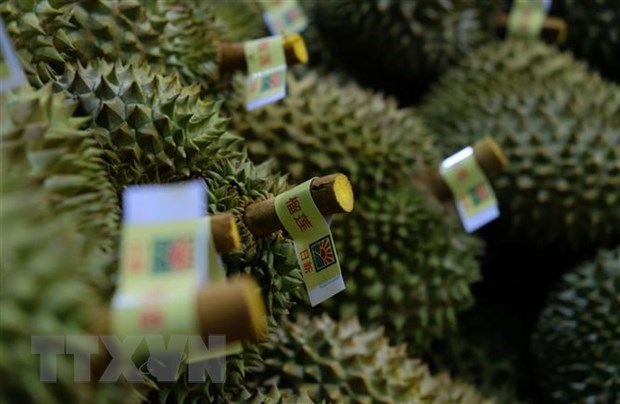 Vietnamese fruits introduced at festival in China’s Tianjin city hinh anh 1