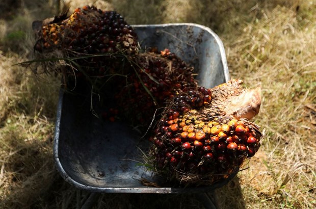 Indonesia, Malaysia threaten to stop exporting palm oil to Europe hinh anh 1