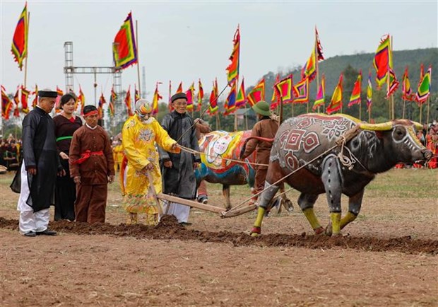 Traditional ploughing festival held to pray for bumper crops hinh anh 1