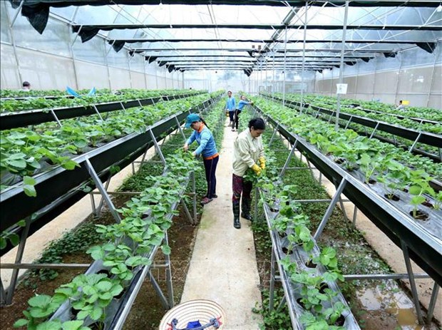 Science, technology, innovation to contribute over 50% to agricultural growth by 2030 hinh anh 2