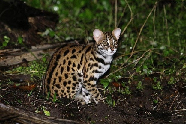 Quang Binh: rare wild cat handed over to authorities hinh anh 1