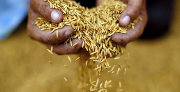 Thailand’s 2022 rice exports beat target hinh anh 1