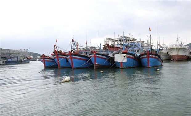 Tien Giang plans to exploit over 124,000 tonnes of seafood this year hinh anh 1