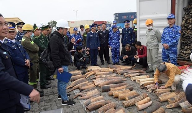 Half a tonne of smuggled ivory seized in Hai Phong city hinh anh 1